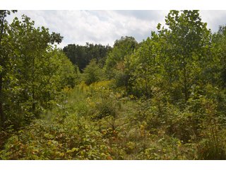 Dekalb County, Indiana Farmland - MAJOR LAND AUCTION - 516+/- ACRES OFFERED IN 18 TRACTS OR COMBINATIONS IN DEKALB COUNTY, INDIANA